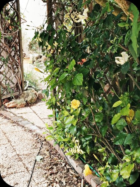 Brug Tunnel, Hibiscus  25 Feb 24(1).jpg