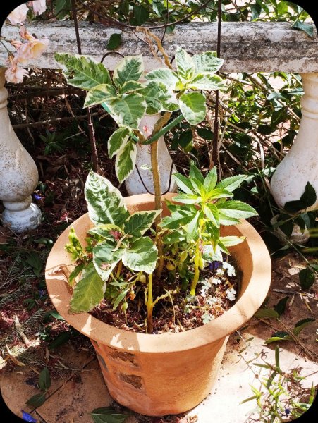 Brug vari1 21 Jun 25.jpg