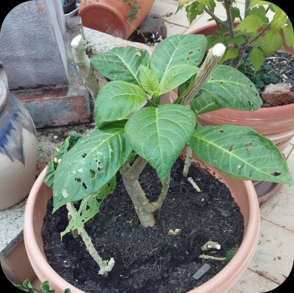 Brug1 1o9 Oct 25.jpg