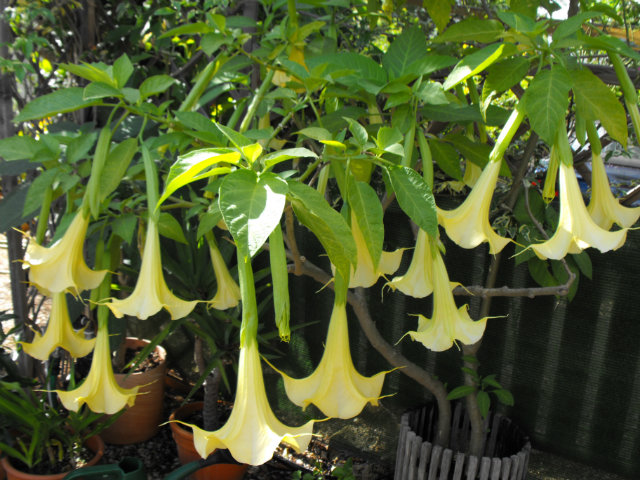 Brug1a 20 Jun 14.jpg