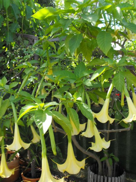 Brug2a 20 Jun 14.jpg