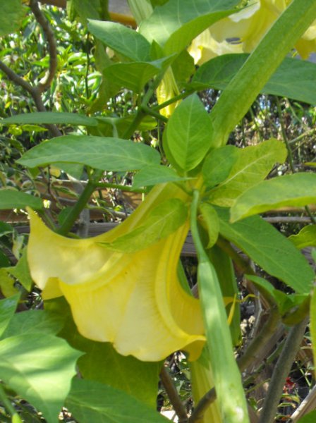 Brug3a 20 Jun 14.jpg