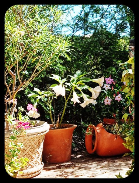 Brugmansia 19 Jul 22.jpg