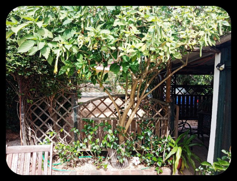 Brugmansia 5 Oct 21.jpg