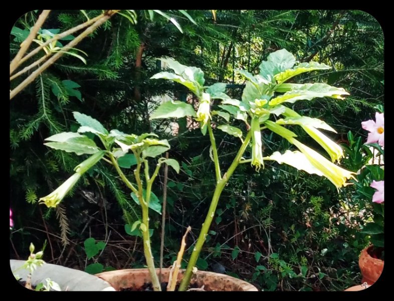 Brugmansia Buds 16 Jul 22.jpg
