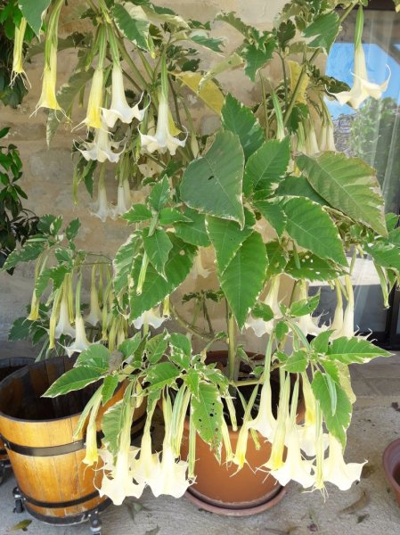Brugmansia.jpg