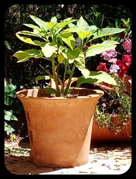 Brugmansia R&W 7 Jun 22(1).jpg