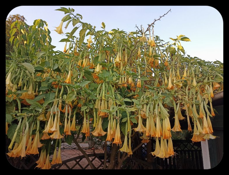 Brugmansia1 15 Oxt 21.jpg