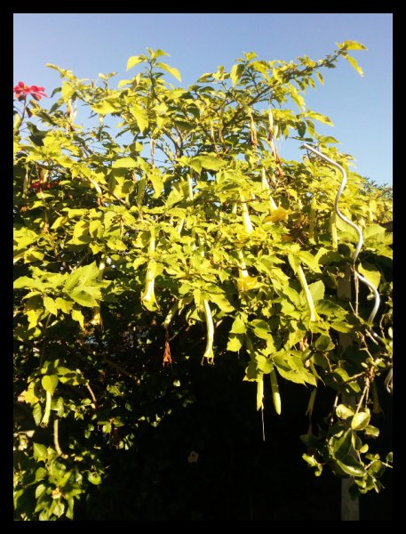 Brugmansia2 1 Jan.jpg