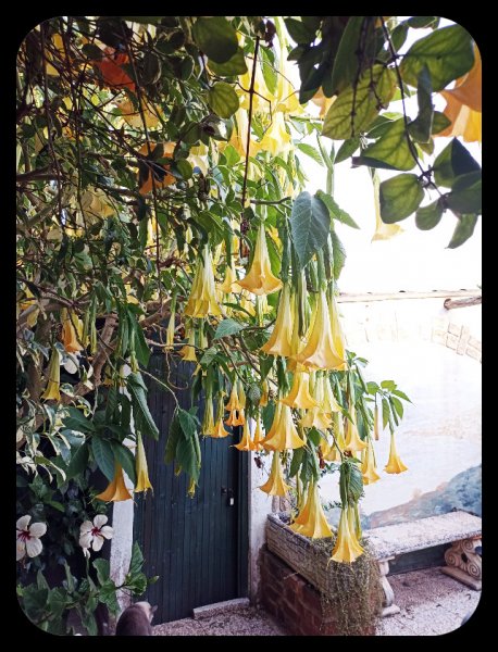 Brugmansia2 10 Oct 22.jpg