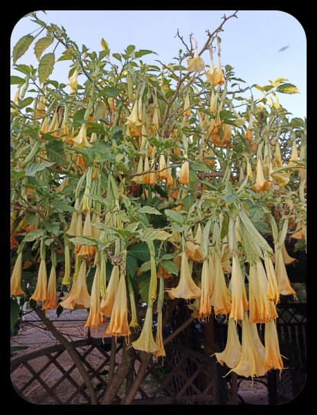 Brugmansia2 15 Oct 21.jpg