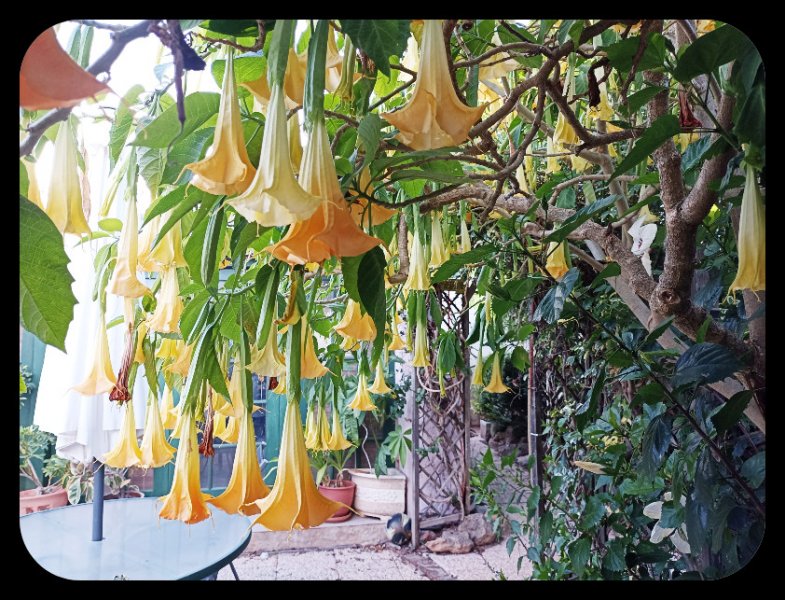 Brugmansia3 10 )ct 22.jpg