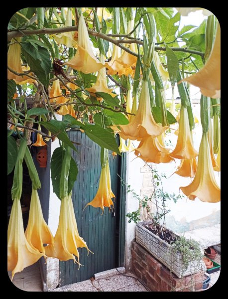 Brugmansia3 15 Oct 21.jpg