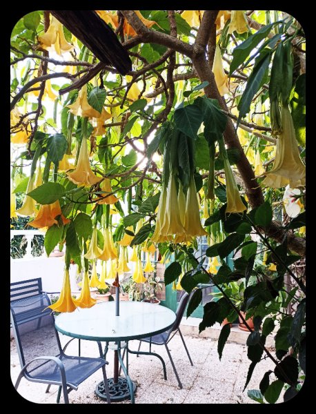 Brugmansia4 10 Oct 22.jpg