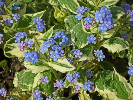 Brunnera-Dawson\'s-White-4.jpg