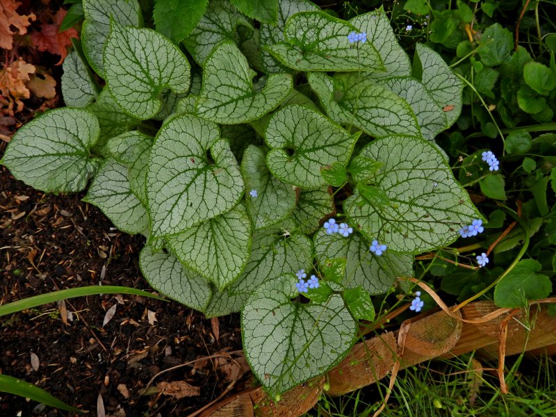 brunnera.JPG