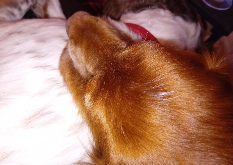 Bryn & Gin 9 Oct 25.jpg