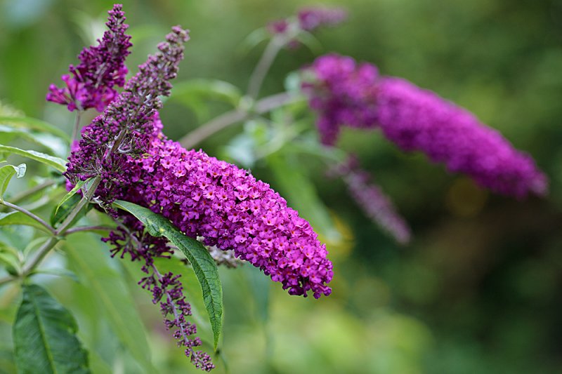Buddleia-Black-Night-f5.6.jpg