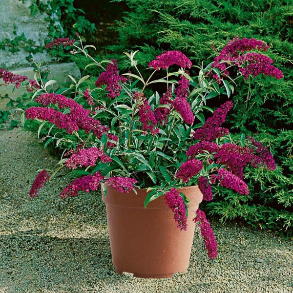 BUDDLEIA pot_tree.jpg
