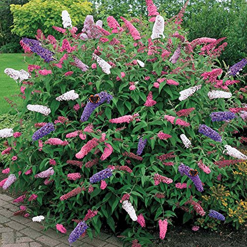 BUDDLEIA pot_tri tree.jpg