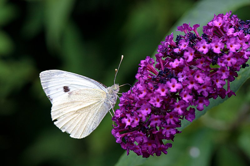 Buddleia-White-Butterfly.jpg