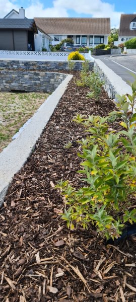 Buddleia Yellowing.jpg