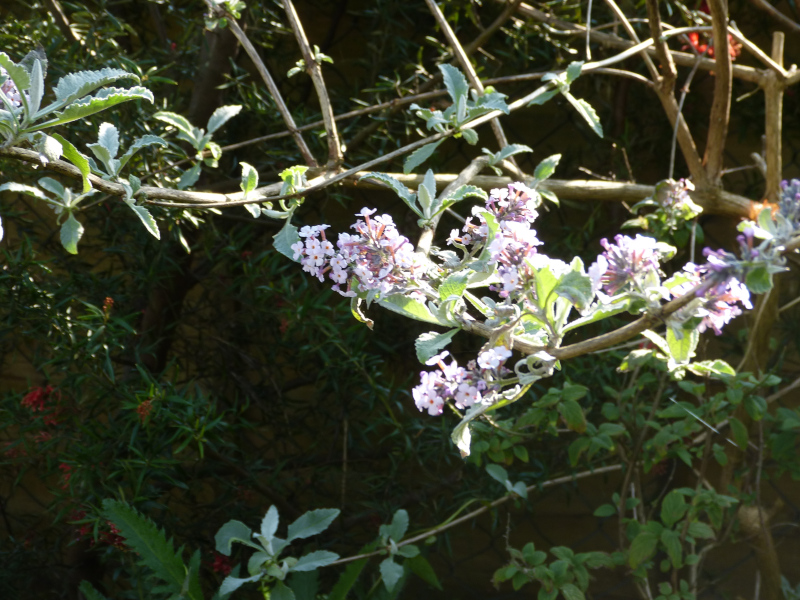 Buddleja agathosma.JPG