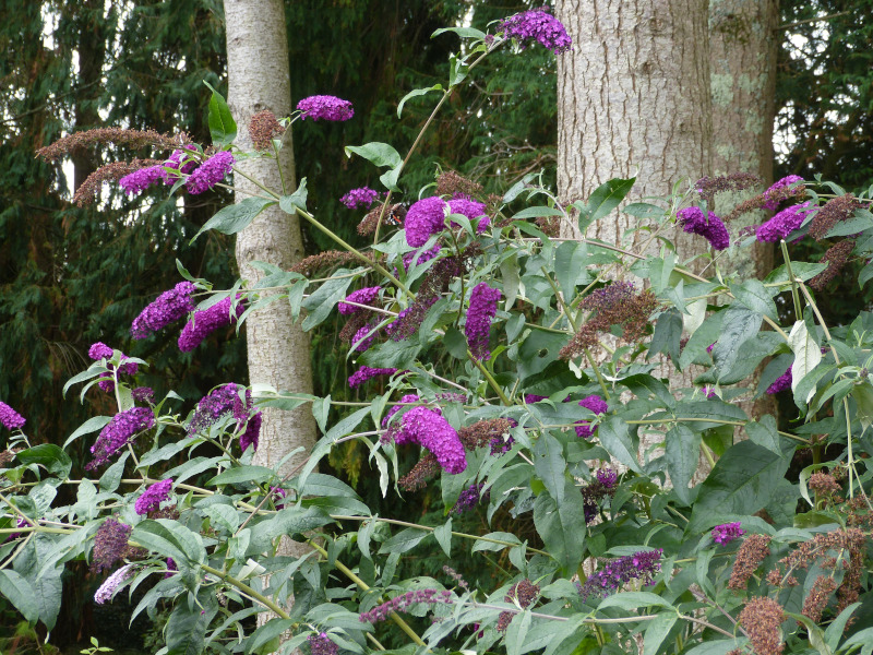 Buddleja Black Knioght.JPG