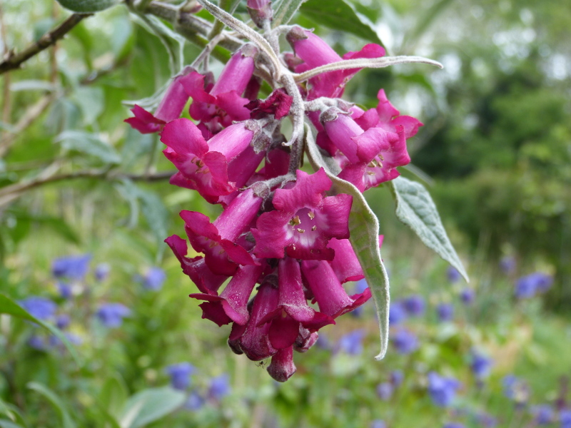 Buddleja colvillei 2017.JPG