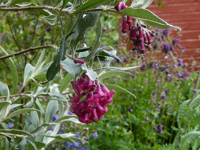 Buddleja colvillei.JPG