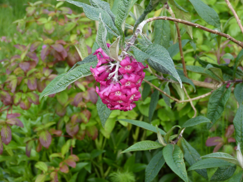 Buddleja colvillei.JPG