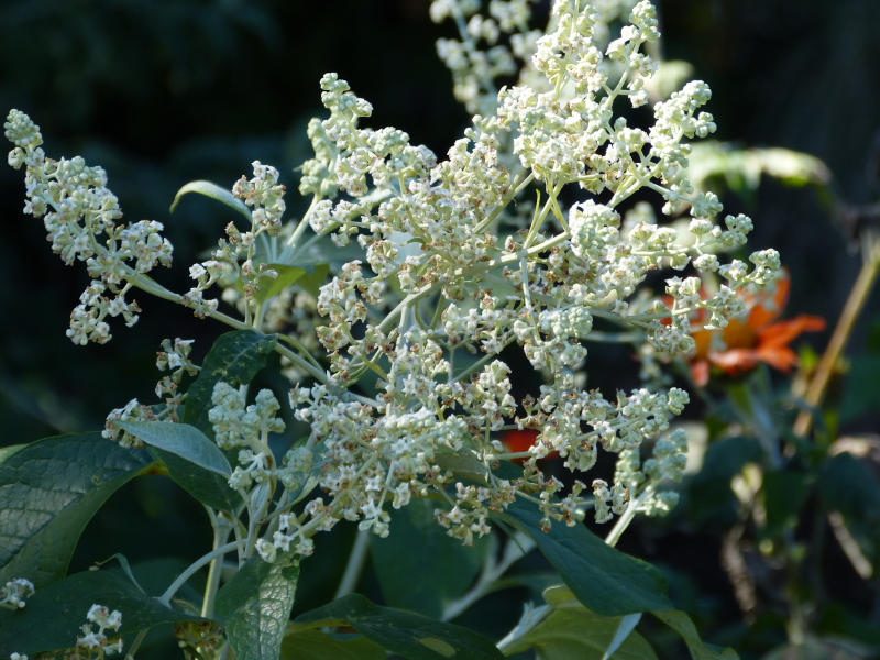 Buddleja cordata.JPG