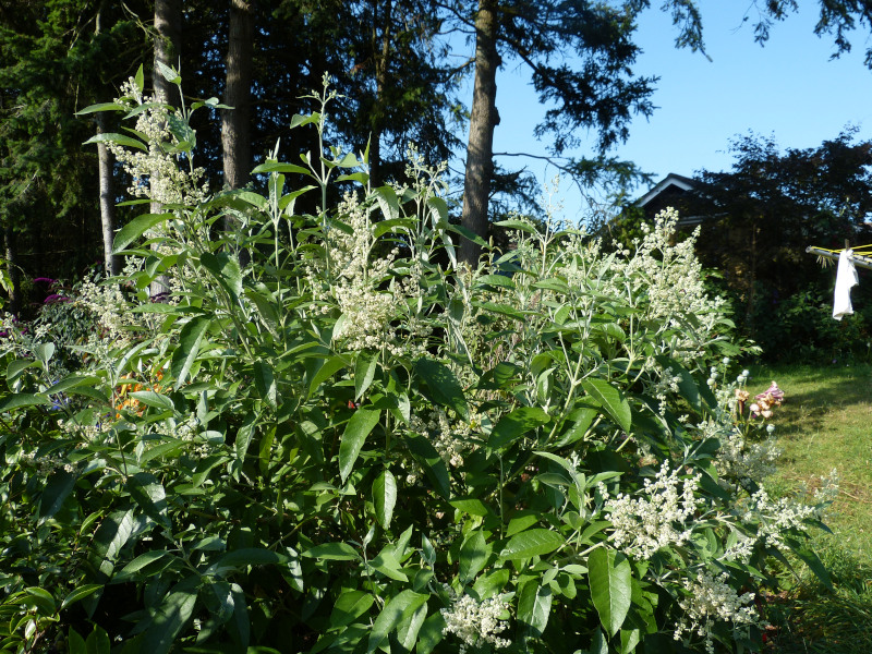 Buddleja cordata.JPG