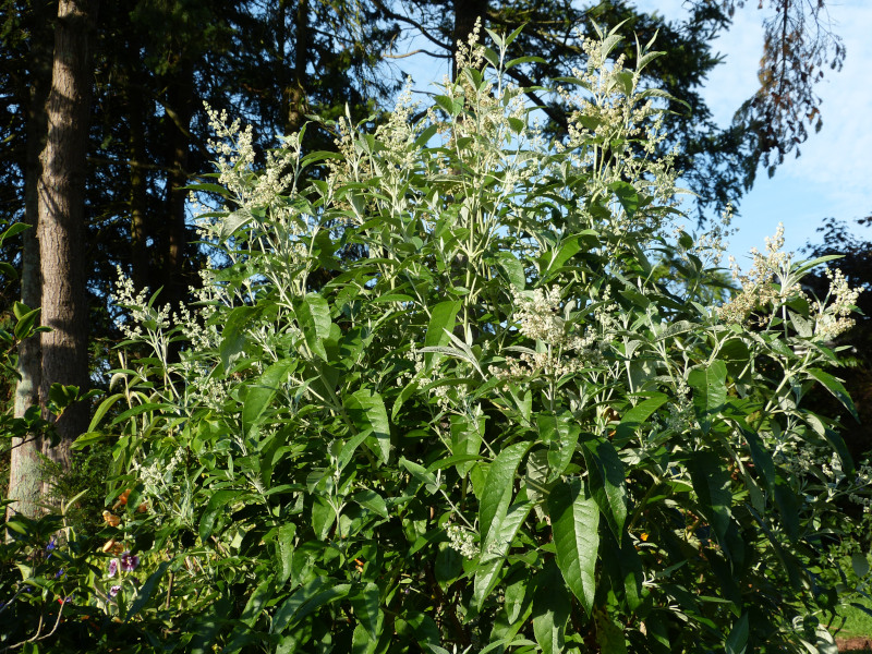 Buddleja cordata.JPG