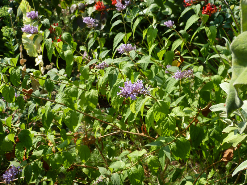 Buddleja curviflora8.JPG