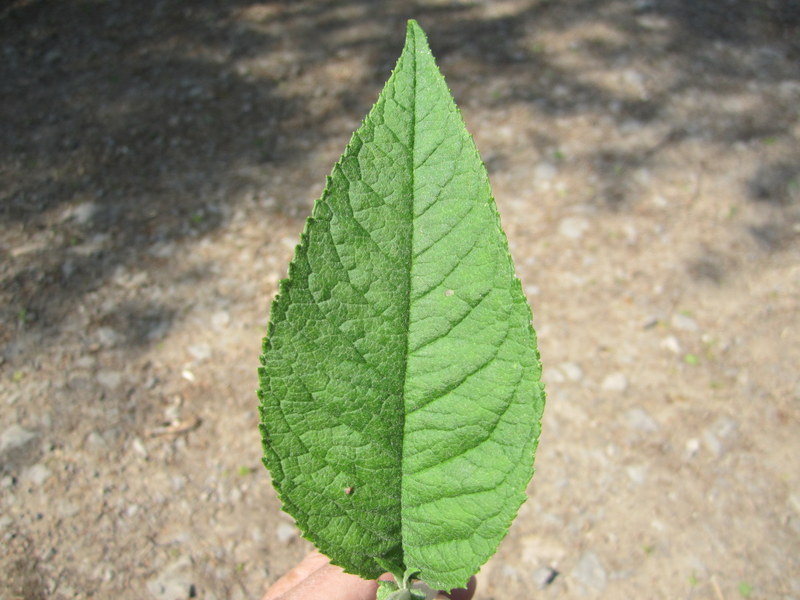 BUDDLEJA  DAVIDII 25-05-2012 11-53-04.JPG