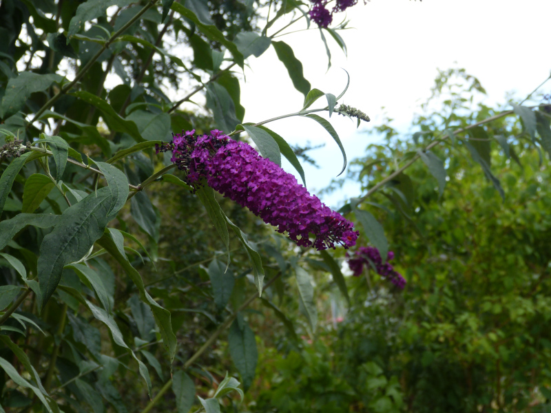 Buddleja davidii Royal Red.JPG