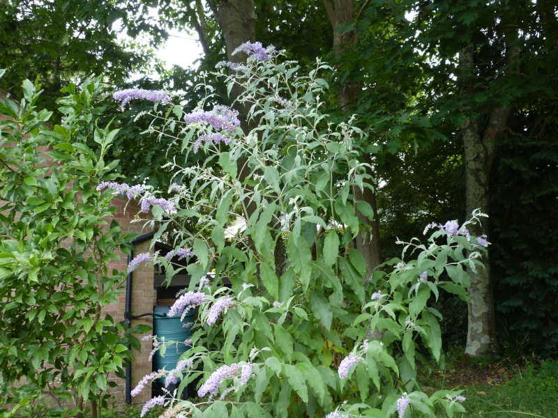 Buddleja fallownia.JPG