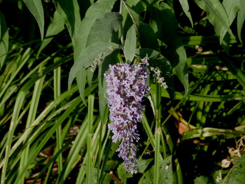 Buddleja fallownia.JPG