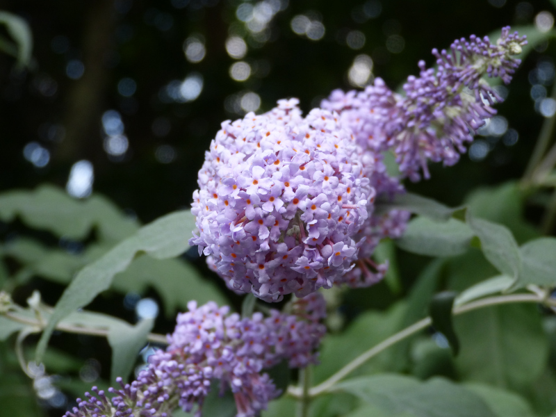 Buddleja fallownia.JPG