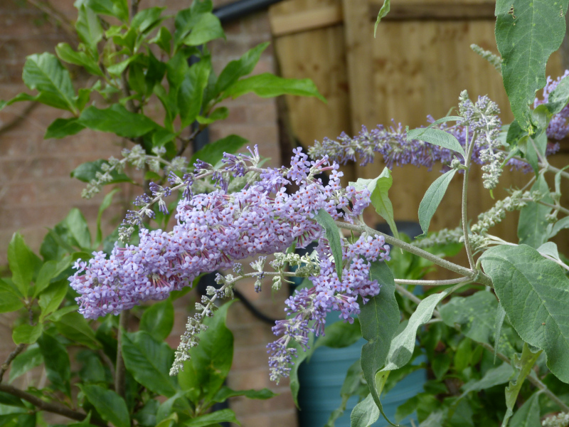Buddleja fallownia.JPG