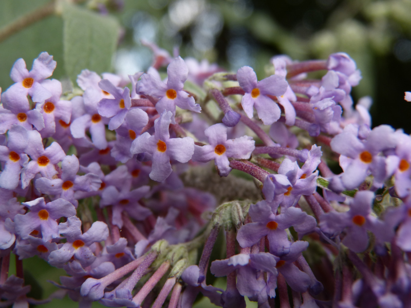 Buddleja fallownia M.JPG