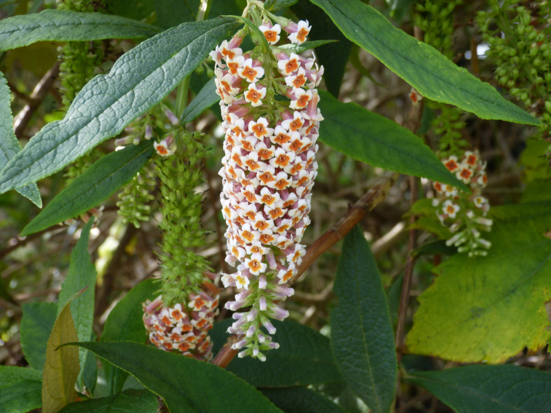 Buddleja forrestii 1.JPG