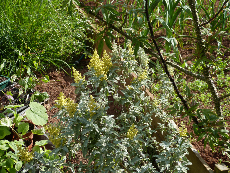 Buddleja glomerata.JPG