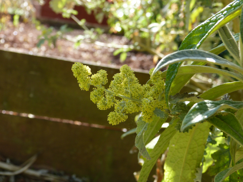 Buddleja glomerata.JPG