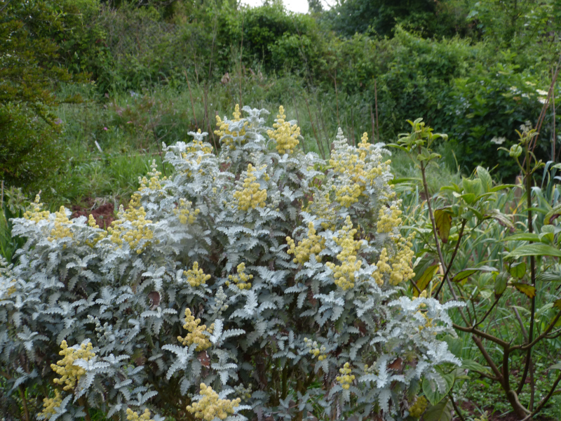 Buddleja glomerata.JPG