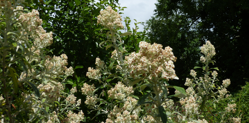 Buddleja loricata.JPG