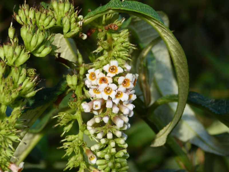 Buddleja macrostachya 1 (2).JPG