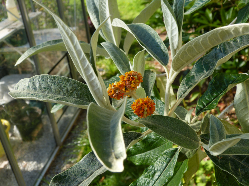 Buddleja megalocephala.JPG