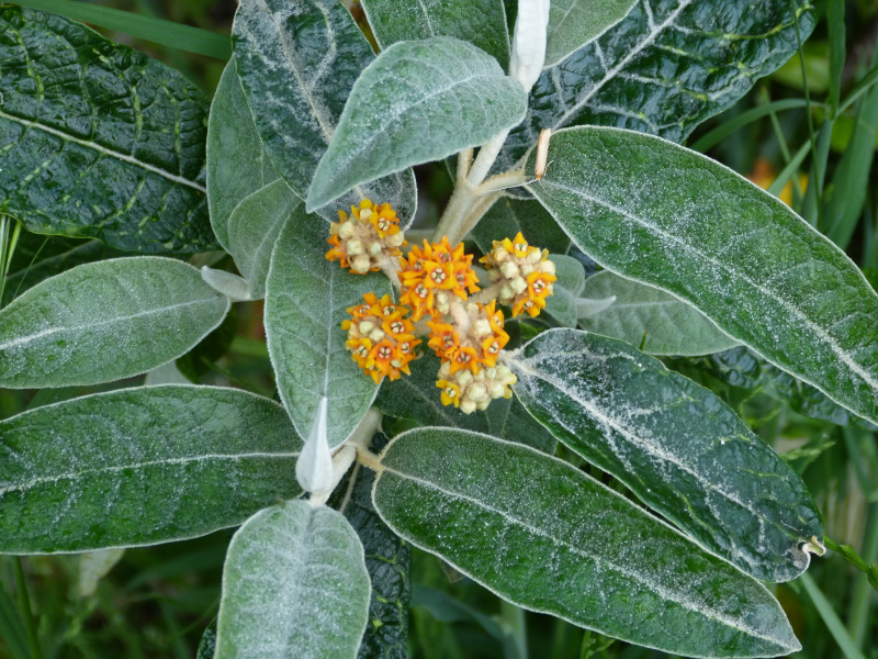 Buddleja megalocephala.JPG